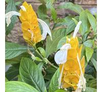 Semi di Pachystachys lutea, regali sostenibili resistenti per il giardino di arbusti fioriti resistenti arbusti sempreverdi resistenti 10pcs