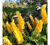 Semi di Pachystachys lutea, resistenti per il giardino per luoghi soleggiati regali per gli amanti del giardino serre da balcone selvatici giardino farfalle 150pcs