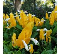 Semi di Pachystachys lutea - rialzata rara semi di selvatici balcone resistenti per giardini rocciosi per i luoghi soleggiati resistenti 200pcs