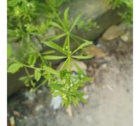 semi di paglia balcone, pietra resistenti del giardino, 20pcs