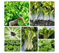 Semi di pak choi, cavolo cinese senape - d'appartamento esotiche orticole balcone giardino, resistenti, longeve biologico rara decorazione Aiuole 1000pcs