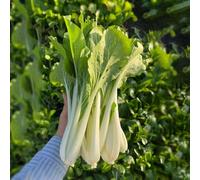 Semi di pak choi, cavolo cinese senape - giardino roccioso resistenti in vaso orticole balcone rara decorazione arredamento del soggiorno con interna 800pcs
