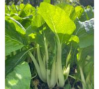 semi di pak choi orticole balcone Senape cinese - decorazioni giardino per esterni antiche varietà arredamento del 800pcs