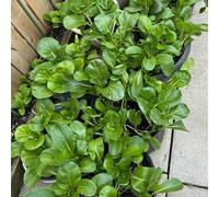 Semi di pak choi, senape cinese, Aiule rialzate per il giardino orto biologico da orto da balcone interno di rampicanti resistenti in vaso balcone 50pcs