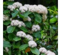 Semi di palla di neve, resistenti per il giardino Viburno dilatato, da giardino roccioso resistenti da esterno di arbusti 80pcs