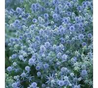 semi di palla resistenti - di giardino rocce resistenti, tetti verdi semi selvatici balcone 100pcs