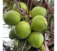 semi di palma da cocco, Le sempreverdi sono resistenti Cocos nucifera, vecchie varietà frutteto resistenti all'esterno semi di esotiche perenni 5pcs