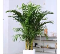 semi di palma dal dorato - decorazione, perenni resistenti letto rialzato, giardino, 30pcs