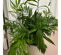 semi di palma dal dorato - per da interno, giardino balcone, perenni, aiuole rialzate resistenti, 85pcs