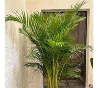 semi di palma dal dorato - per esterni, tappezzanti, perenni resistenti giardino, 120pcs