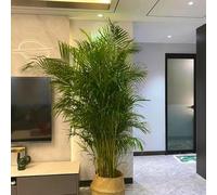 semi di palma dal dorato - resistenti per il giardino, per esterni, interno decorazione 50pcs