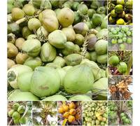 semi di palma di cocco reale in luoghi soleggiati. perenni 3pcs