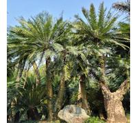semi di palma raro balcone giardino d'appartamento esotiche 30pcs