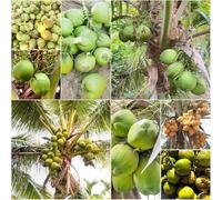 semi di palma reale cocco bonsái perenne varietà esotiche 8pcs