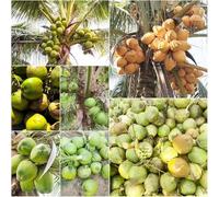 semi di palma reale di cocco interni e verdi giardino Premium giardino biologico 30pcs