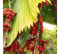 Semi di palma, resistenti all'inverno per balconi Trachycarpus fortunei, Le da giardino sono 5pcs