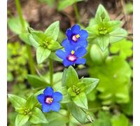 semi di pampaglia - Semi di medicinali giardino verde balcone giardino selvatico resistenti per il perenne 1000pcs