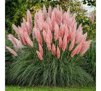 Semi di Pampas Rosa Mondonatura, Semi di Pampas Grass per Giardinaggio Domestico, Fiori e Alberi per Esterni, Facili da Coltivare, Di Lunga Durata