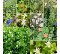 semi di pampollina semi di perenne resistente che copre il terreno resistenti per 200pcs