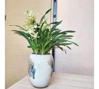 semi di pandan semi balcone resistenti del prato del balcone verdi 10pcs