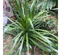 Semi di pandano - medicinali selvatiche per giardino di aromatiche prodotti sostenibili resistenti resistenti per giardini rocciosi vecchie varietà 30pcs