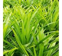 Semi di pandano - verdi resistenti per giardini rocciosi medicinali da balcone giardino esotico selvatiche vecchie varietà semi di aromatiche per 50pcs