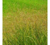 Semi di panico verga - Panicum virgatum - resistenti prodotti sostenibili copertura del terreno semi di per la privacy ornamentale 350pcs