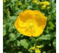 Semi di Papavero,da Balcone,Lunga tura 250pcs