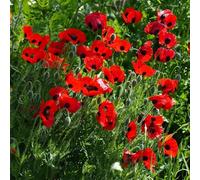 Semi di Papavero,da Giardino,Decorative 350pcs