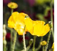 Semi di Papavero,da Giardino Resistenti e Perenni,Bella in Vaso 200pcs