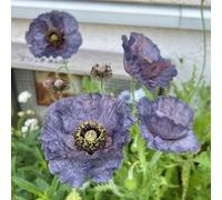Semi di Papavero,da Giardino Resistenti e Perenni,Vasi per 250pcs