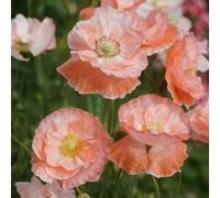 Semi di papavero, da giardino resistenti Papaver rhoeas, semi di antiche varietà 350pcs