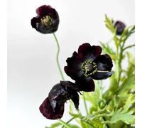 Semi di papavero, da giardino resistenti Semi di papavero di mais perenne resistente, le da giardino roccioso sono resistenti Le da giardino sono 100pcs