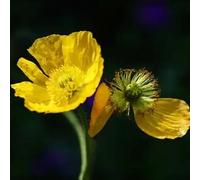 Semi di papavero, da giardino Semi di papavero di mais perenne resistente, rare semi di copertura del terreno resistenti 500pcs