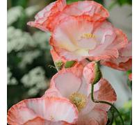 Semi di Papavero,da Interno,Lunga tura 300pcs