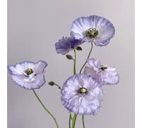 Semi di papavero - d'appartamento biologiche resistenti per giardini rocciosi copertura del terreno arredamento del soggiorno ornamentali per zone soleggiate semi 200pcs