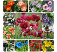 Semi di papavero, decorazioni floreali Semi di papavero di mais perenne resistente, copertura del terreno perenne 400pcs