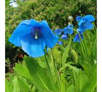 Semi di papavero - decorazioni giardino per esterni resistenti per giardini rocciosi arredamento del soggiorno copertura del terreno estivi 300pcs