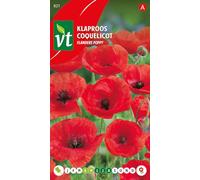 Semi di papavero delle Fiandre - fioritura originale nel campo