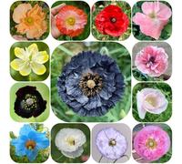 Semi di papavero - estivi serre balcone di semi decorazioni giardino per esterni resistenti per giardini rocciosi 1000pcs