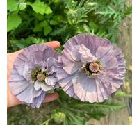 Semi di papavero, le da giardino roccioso sono resistenti Papaver rhoeas, semi di antiche varietà 400pcs