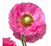 Semi di papavero, Le da giardino sono Semi di papavero di mais perenne resistente 200pcs