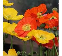 Semi di Papavero Multicolore, Miscuglio per Prato Fiorito