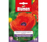 SEMI DI PAPAVERO ORIENTALE GIGANTE SCARLATTO BLUMEN
