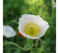 Semi di papavero - ornamentali per zone soleggiate varietà antiche, rare balcone resistenti per giardini rocciosi copertura del terreno semi di 900pcs