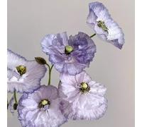 Semi di Papavero,Perenni Resistenti all’Inverno,per Esterno 200pcs