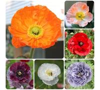 Semi di papavero, rare, semi di papavero di mais perenne resistente, decorazione del giardino per esterno da giardino biologici 200pcs