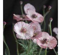 Semi di papavero, rare semi di papavero di mais perenne resistente, Le da giardino sono resistenti 450pcs