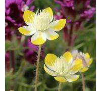 Semi di papavero, recisi Semi di papavero di mais perenne resistente, vecchie varietà 150pcs