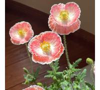 Semi di Papavero,Regalo da Giardino,Bella in Vaso 350pcs